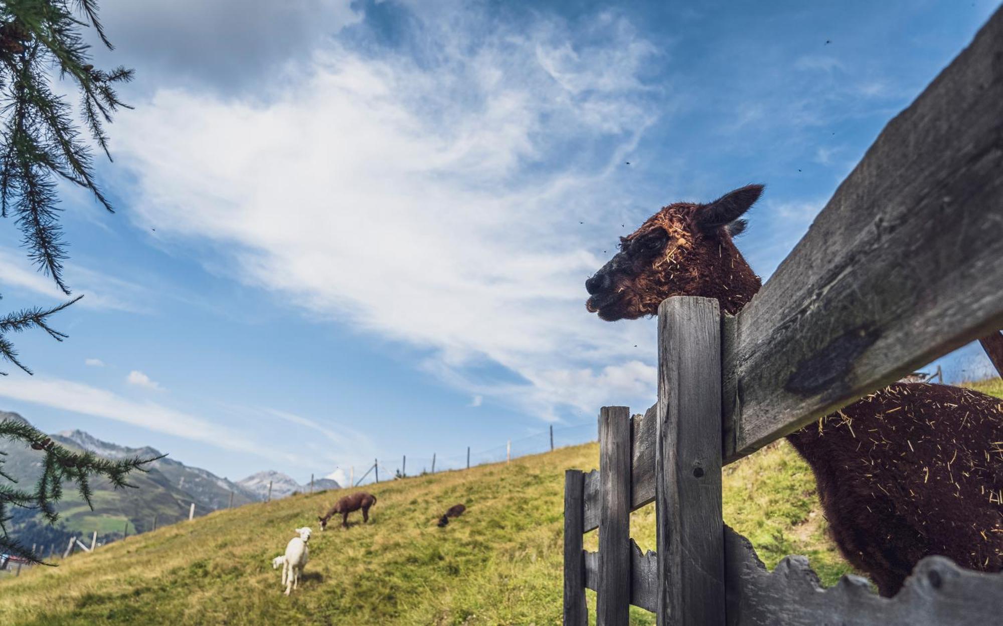 Rinerlodge Davos Eksteriør billede
